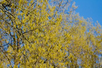 Flowering Oaks