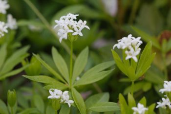 Galium odoratum