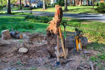 Colorado Spruce Stump