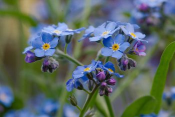 Myosotis sylvatica (Woodland Forget-me-not)