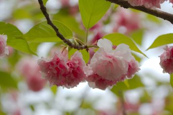 Double Flowering Cherry