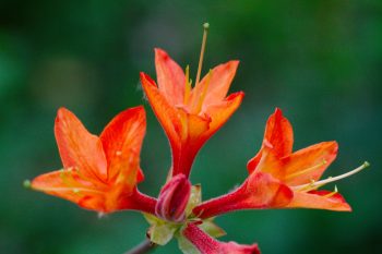 Exbury Azalea