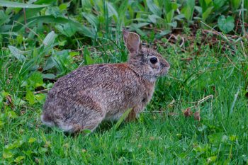 Eastern Cottontail (Sylvilagus floridanus)