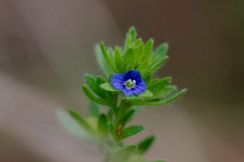 Veronica arvensis (Corn Speedwell)