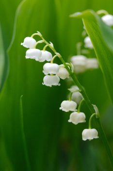 Lily of the Valley