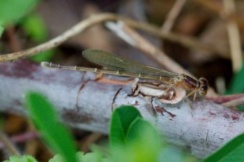 Small Damselfly