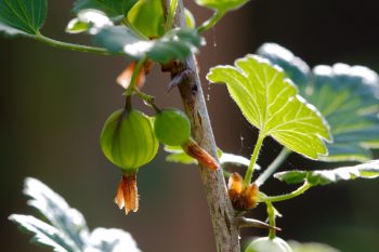 Gooseberry (Ribes uva-crispa)