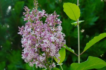 Korean Lilac (Syringa meyeri)