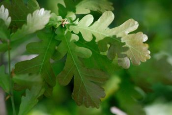 Quercus robur ‘Fastigiata’