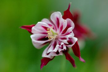 Columbine (Aquilegia canadensis)