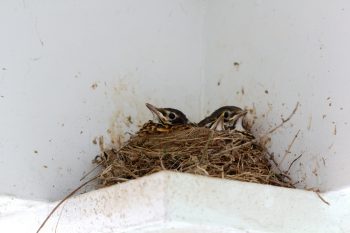 Robin Chicks