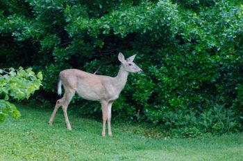 White-tailed Deer