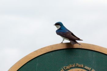 Tree Swallow (Tachycineta bicolor)