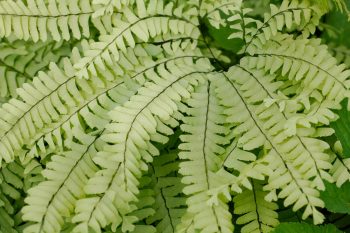 Adiantum pedatum (Northern Maidenhair Fern)