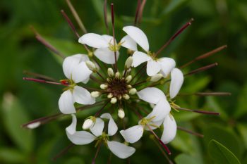 <em>Cleome</em> ‘Senorita Blanca’