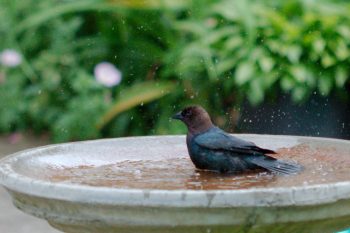 <em>Molothrus ater</em> (Brown-headed Cowbird)