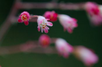 Heuchera sanguinea