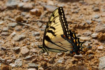 Papilio glaucus (Eastern Tiger Swallowtail)