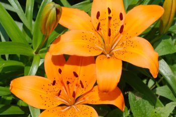 Asiatic Lilies