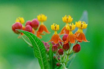 <em>Asclepias curassavica</em> Orange