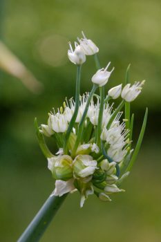 Egyptian Walking Onion