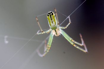 Orchard Spider (Leucauge venusta)