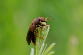 Rove Beetle