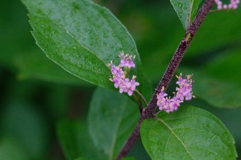 Callicarpa americana (Beautyberry)