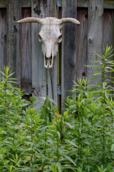 Cow Skull