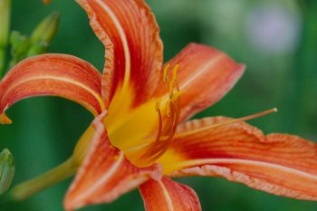 Day Lily