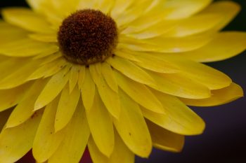 Strawflower (Xerochrysum bracteatum)