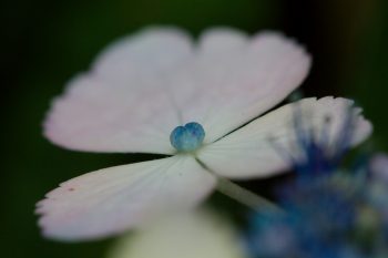 Hydrangea macrophylla