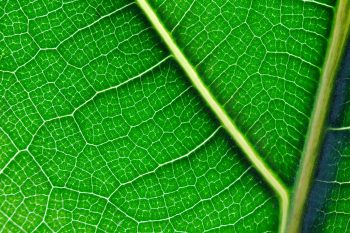 Fiddle-leaf Fig (Ficus lyrata)