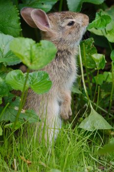 Baby Eastern Cottontail (Sylvilagus floridanus)