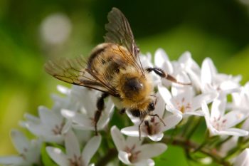 Common Eastern Bumble Bee (Bombus impatiens)