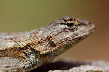 Eastern Fence Lizard (Sceloporus undulatus)