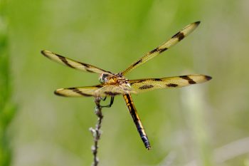 Calico Pennant (Celithemis elisa)