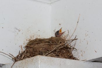 American Robin (Turdus migratorius)