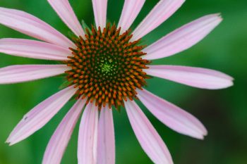 Coneflower (Echinacea purpurea)