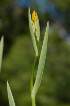 Blackberry Lily (Iris domestica)