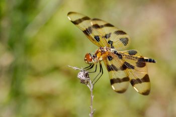 Halloween Pennant (Celithemis eponina)