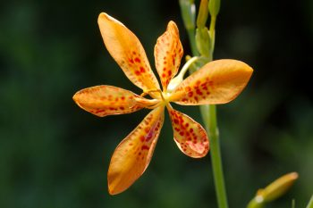 Blackberry Lily (Iris domestica)