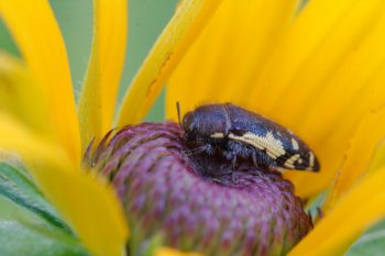 Acmaeodera pulchella