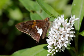 Epargyreus clarus (Silver-spotted Skipper)