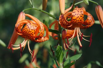 Lilium lancifolium (Tiger Lily)