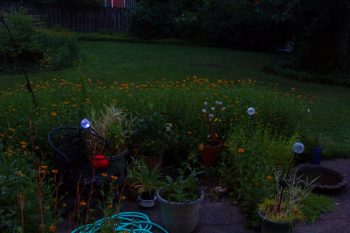 Back Garden at Dusk