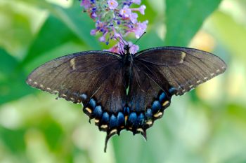 Papilio glaucus (Eastern Tiger Swallowtail)