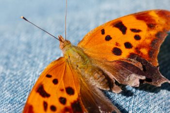 Polygonia interrogationis (Question Mark)