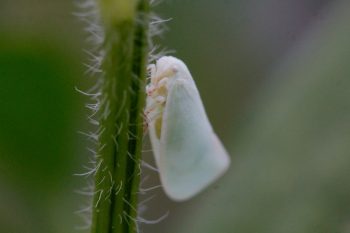 Northern Flatid Planthopper (<em>Flatormenis proxima</em>)