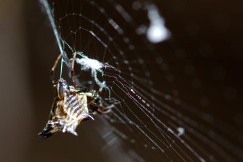 Micrathena gracilis (Spiny Micrathena)